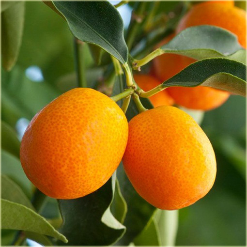 Kumkwat Kumquat brat mandarynki