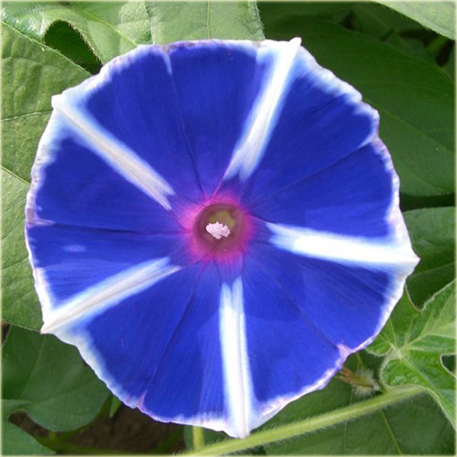 Petunia niebiesko-biała pasy Morning Glory