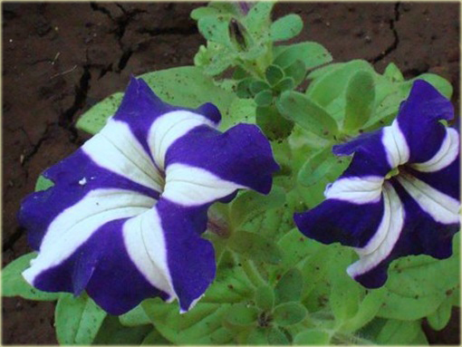 Petunia niebiesko-biała pasy Morning Glory