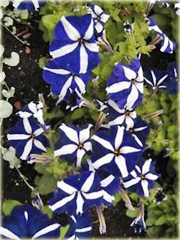 Petunia niebiesko-biała pasy Morning Glory
