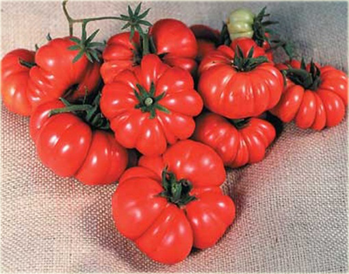 Pomidor olbrzymi Extra large wieloczłonowy super smaczny!