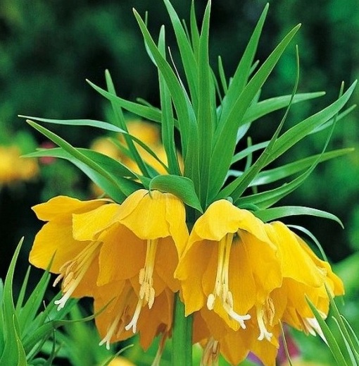 Szachownica cesarska żółta Fritillaria imperialis, cesarska korona