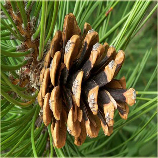Sosna czarna Pinus, Pinus nigra