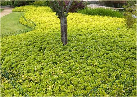 Runianka japońska Green Carpet Pachysandra terminalis Green Carpet