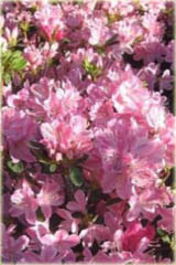 Azalia japońska Kermesina Rose - Azalea japonica Kermesina Rose