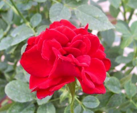 Róża miniaturowa ciemnoczerwona Ruby Ruby Miniature rose Ruby Ruby