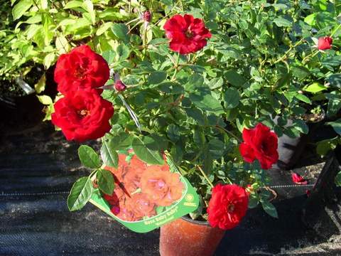 Róża miniaturowa ciemnoczerwona Ruby Ruby Miniature rose Ruby Ruby