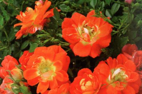 Róża parkowa pomarańczowa Orange Pins Park rose Orange Pins
