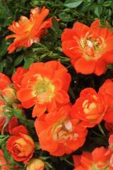 Róża parkowa pomarańczowa Orange Pins Park rose Orange Pins