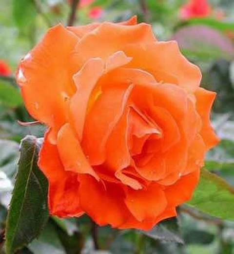 Róża wielkokwiatowa pomarańczowa Sika Large flowered orange rose Sika
