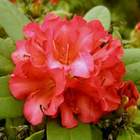 Rododendron wielkokwiatowy Abendsonne pomarańczowo-czerwony Ro4