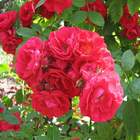 Róża pnąca ciemnoczerwona Flammentanz