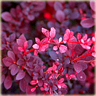 krzewy Berberys Thun Rose Glow K208