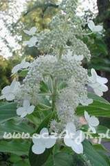 Hortensja bukietowa japońska Hydrangea paniculata 'Kyushu'