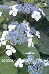 Hortensja ogrodowa Hydrangea macrophylla 'Bluebird'