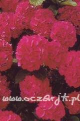 Hortensja ogrodowa Hydrangea macrophylla 'Red Baron'