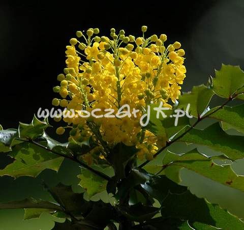 Mahonia pospolita Mahonia aquifolium
