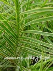 Turzyca palmowa Carex muskingumensis