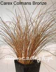 Turzyca włosista Carex comans bronze