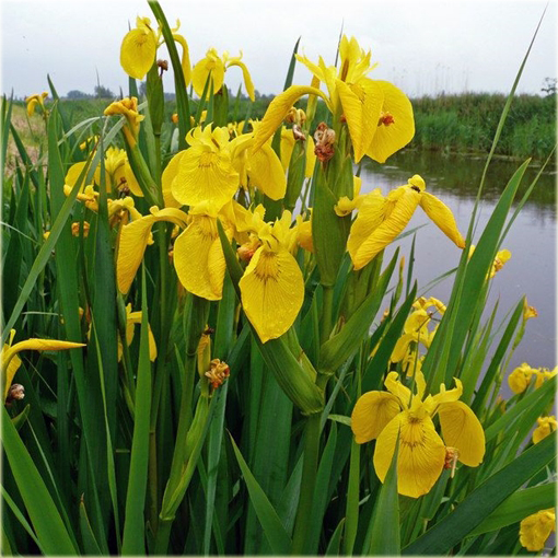 Irys żółty (kosaciec) Iris pseudacorus