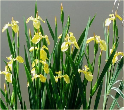 Irys żółty (kosaciec) Iris pseudacorus