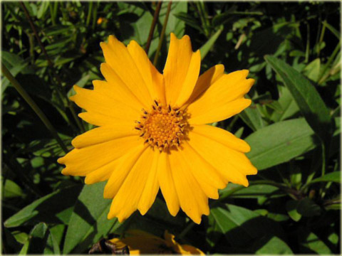 Nachyłek wielkokwiatowy żółty Coreopsis grandiflora