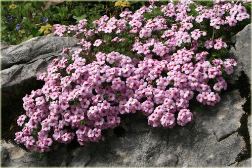 Naradka Androsace mucronifolia