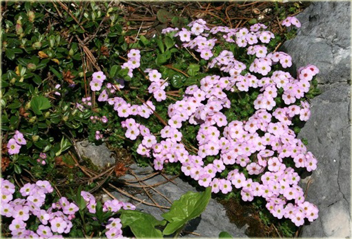 Naradka Androsace mucronifolia