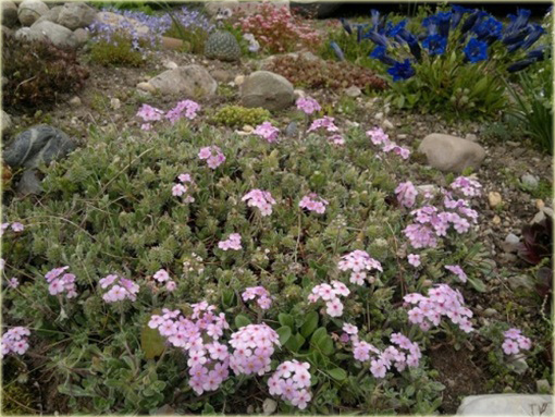 Naradka Androsace mucronifolia