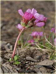 Naradka Androsace mucronifolia