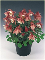 Orlik wachlarzowaty Cameo Rose&White Aquilegia flabellata