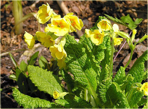 Pierwiosnek lekarski	Pure Yellow Primula veris