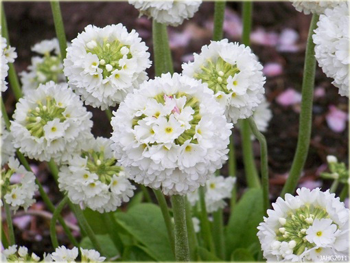 Pierwiosnek Ząbkowany Alba Primula denticulata