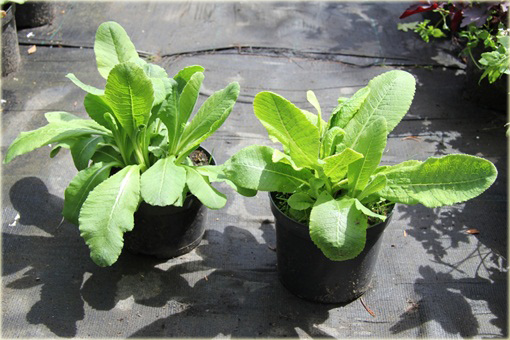 Pierwiosnek Ząbkowany Alba Primula denticulata