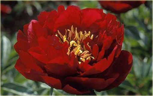 Piwonia chińska Buckeye Belle  Paeonia buckeye belle