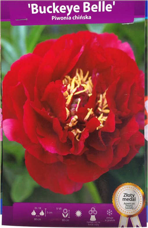 Piwonia chińska Buckeye Belle  Paeonia buckeye belle