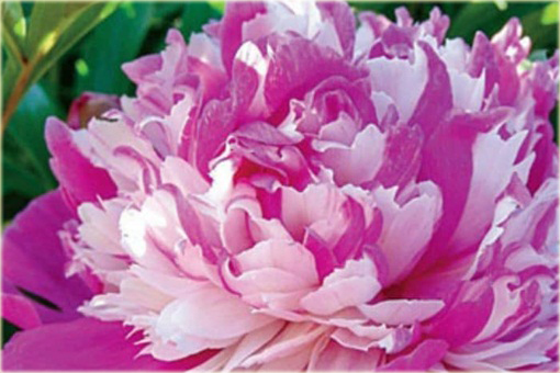 Piwonia chińska Celebrity   Paeonia celebrity