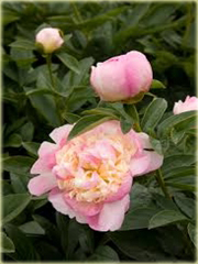 Piwonia chińska Raspberry Sundae   Paeonia raspberry sundae