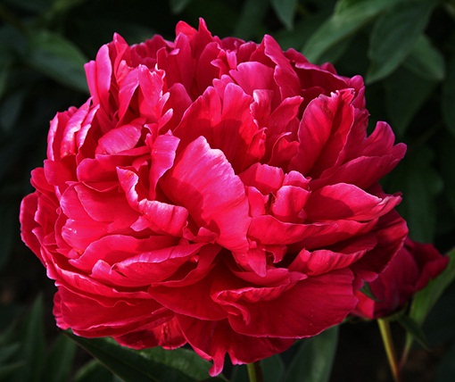 Piwonia Karl Rosenfield Paeonia lactiflora