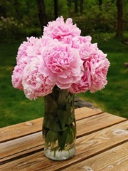 Piwonia Sarah Bernhardt Paeonia lactiflora