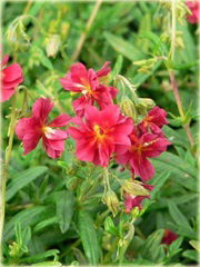 Posłonek ogrodowy Helianthemum nummularium