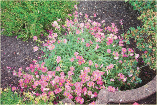 Posłonek ogrodowy Helianthemum nummularium