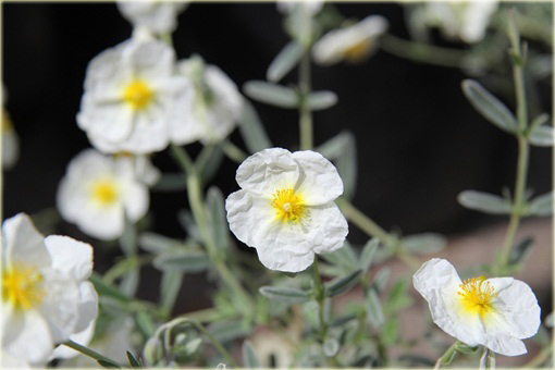Posłonek rozesłany The Bride Helianthemum nummularium