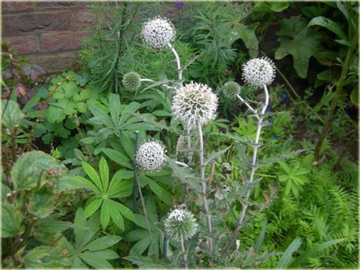 Przegorzan Arctic Glow Echinops sphaerocephalus
