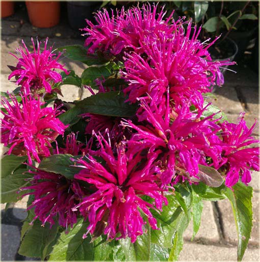 Pysznogłówka Balmy Purple Monarda