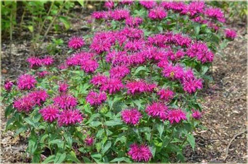 Pysznogłówka Balmy Purple Monarda