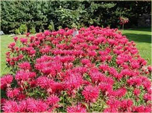 Pysznogłówka ogrodowa różowa Monarda didyma