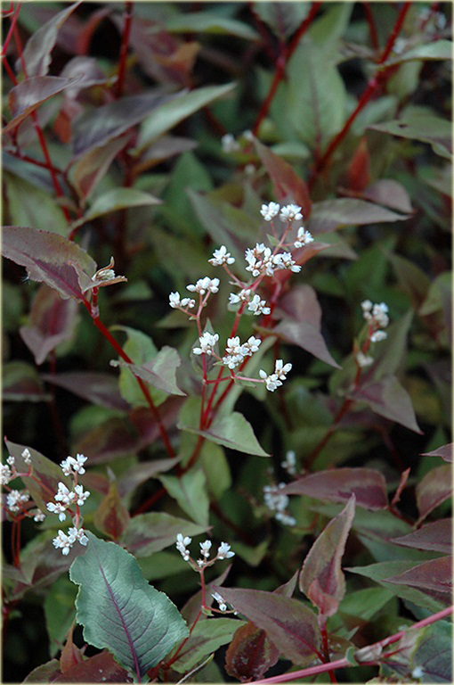 Rdest Chocolate Dragon Persicaria microcephala