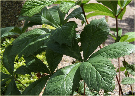 Rodgersja pierzasta Rodgersia pinnata