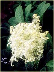 Rodgersja pierzasta Rodgersia pinnata